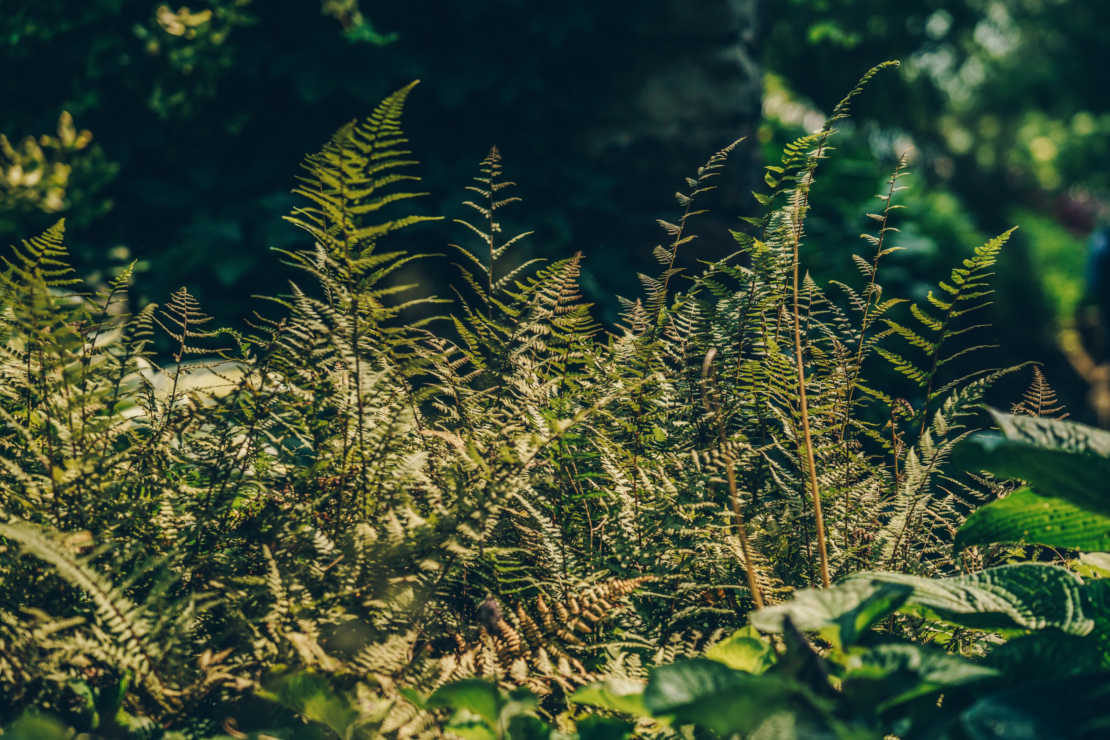 Ferns in nature