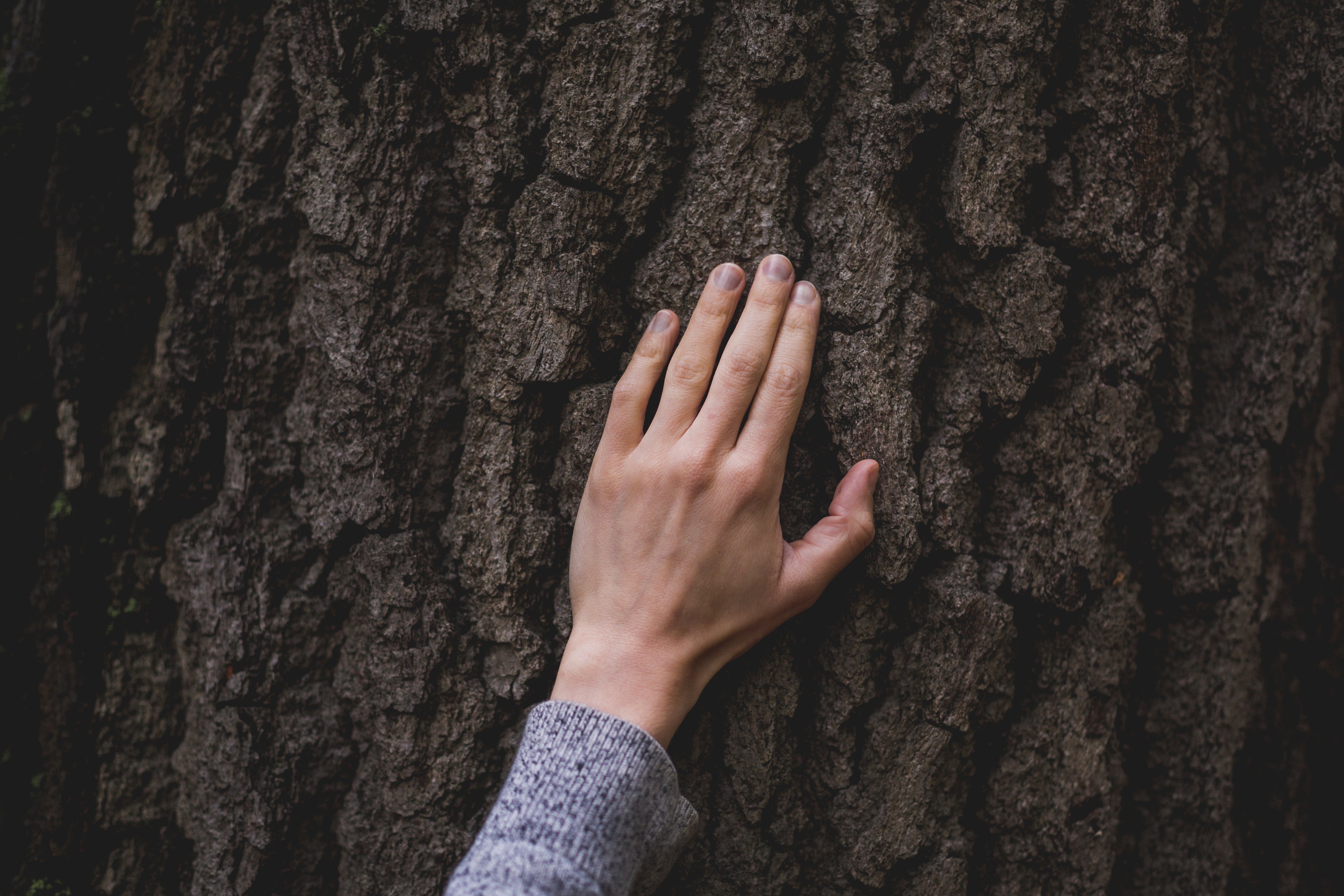 Hand on tree